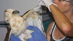  Two endangered Hawaiian hawks were found wounded on the Big Island after apparently being shot with a pellet gun, and federal wildlife officials want to know who is responsible.